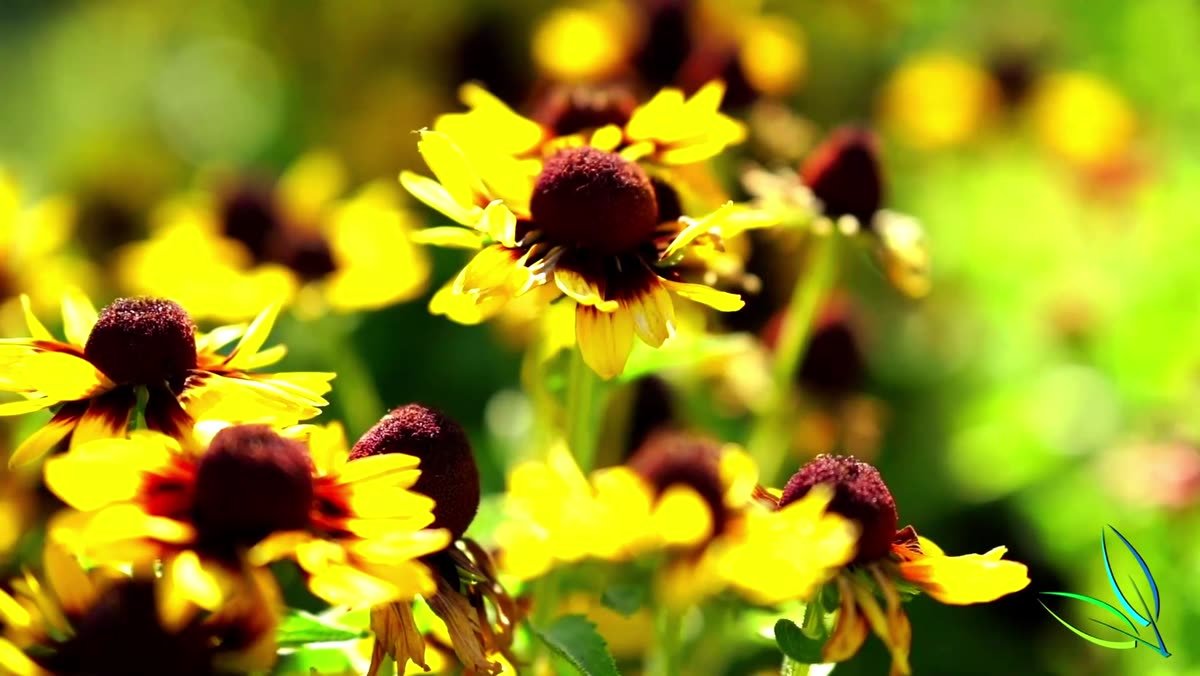 Yellow rudbeckia blooms in the perennial section