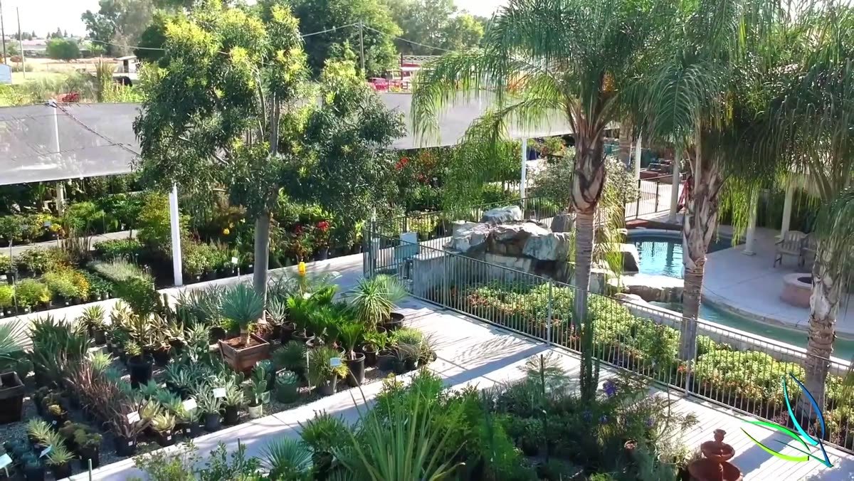 Palms, succulents and tropical plants beside the pond at Green Hills Nursery