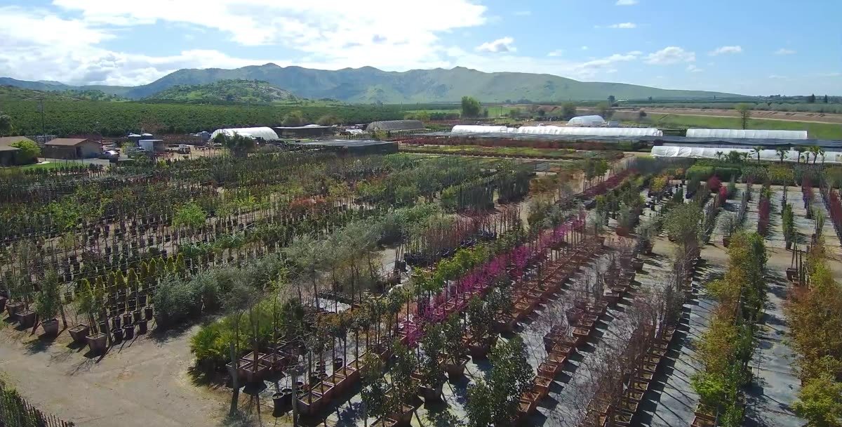 Aerial view of rows of trees growing at Green Hills Nursery