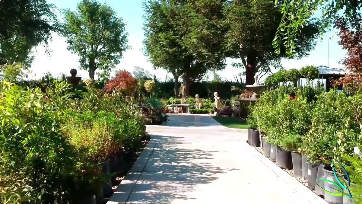 Shaded retail walkway lined with potted shrubs and trees
