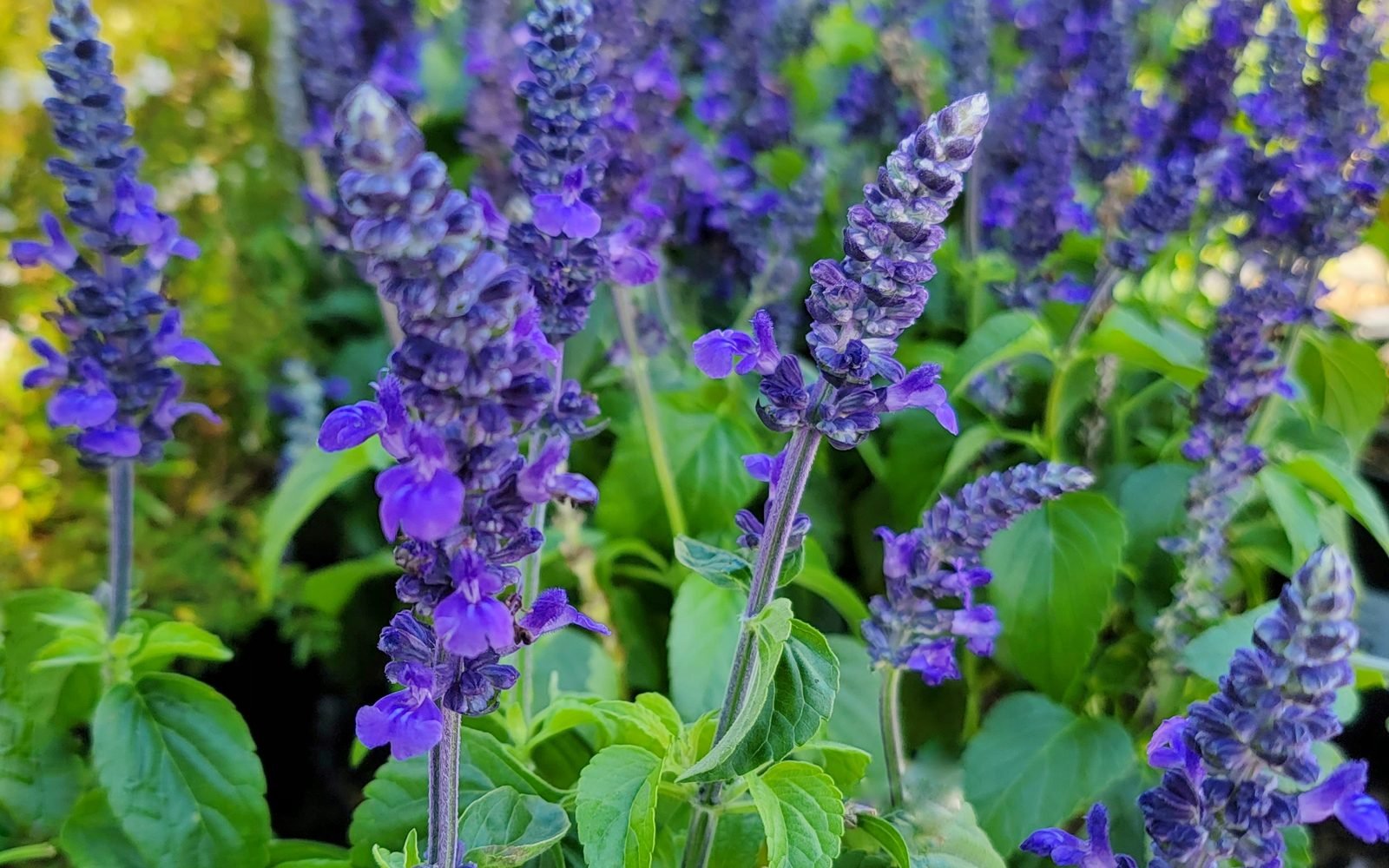 Purple salvia spikes in full bloom