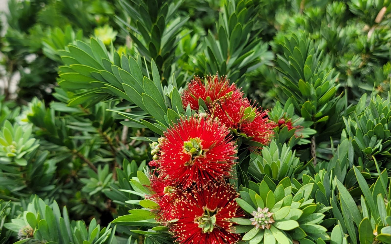 Red bottlebrush flowers on a dense evergreen shrub