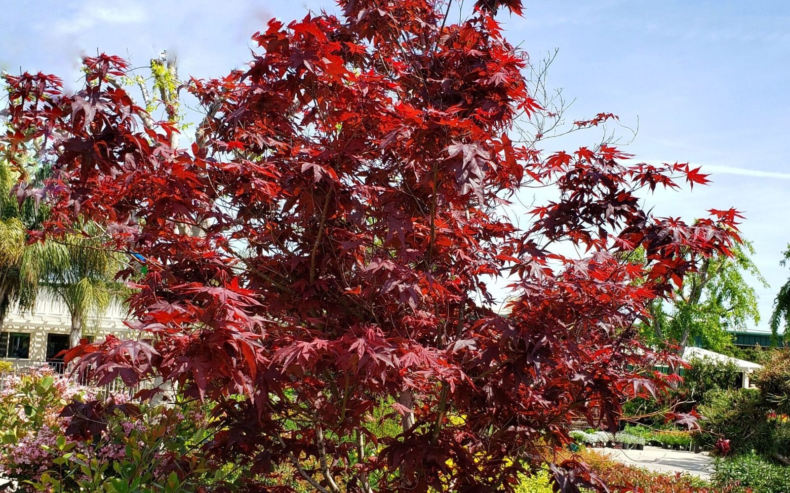 A specimen Japanese maple in full colour at Green Hills Nursery