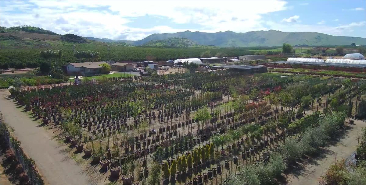 Rows of young fruit and citrus trees in the growing grounds