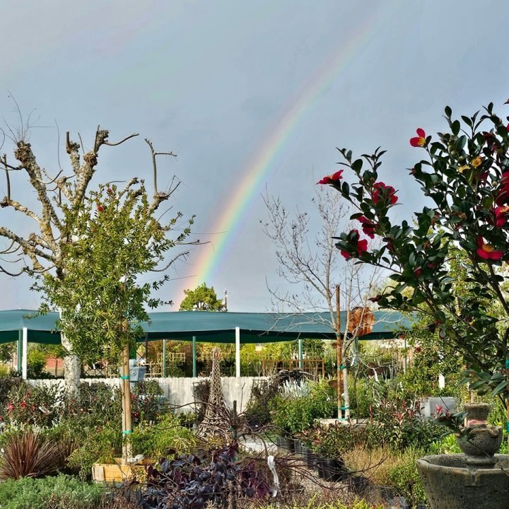 Rainbow arcing over the shade structures and camellias at Green Hills Nursery in Fresno