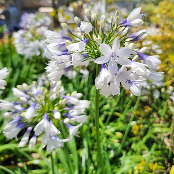 Agapanthus