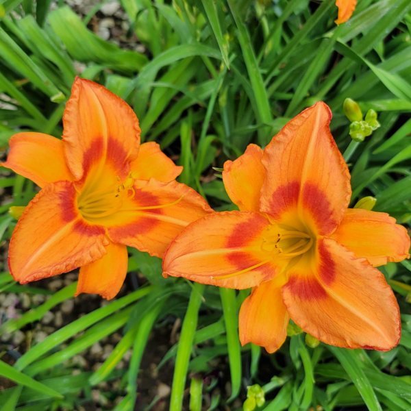 Daylily