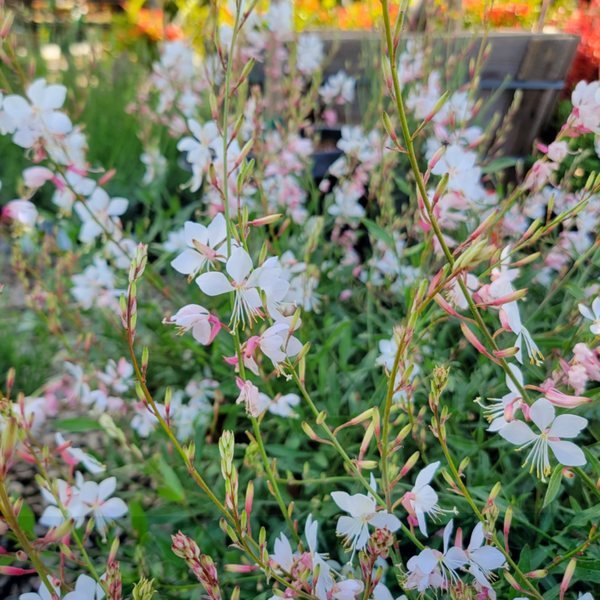 Gaura