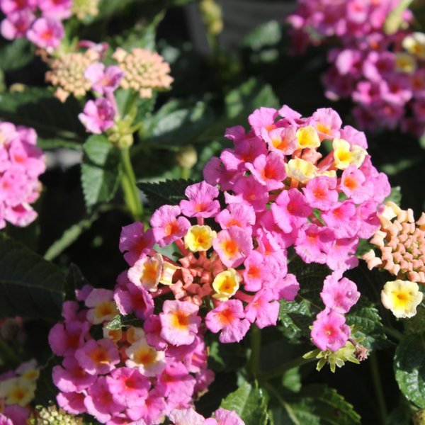 Lantana
