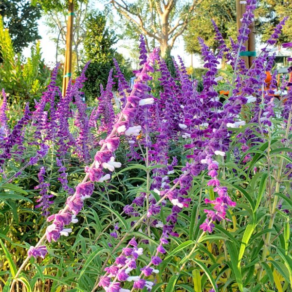Salvia