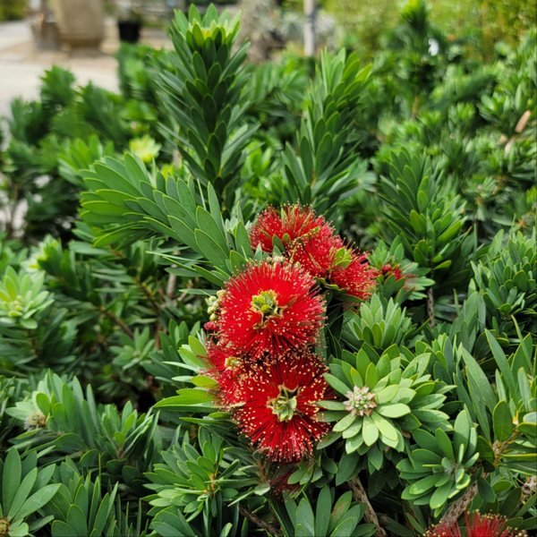 Dwarf Bottlebrush