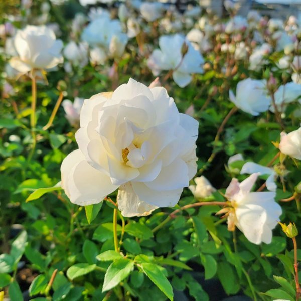 Iceberg Rose