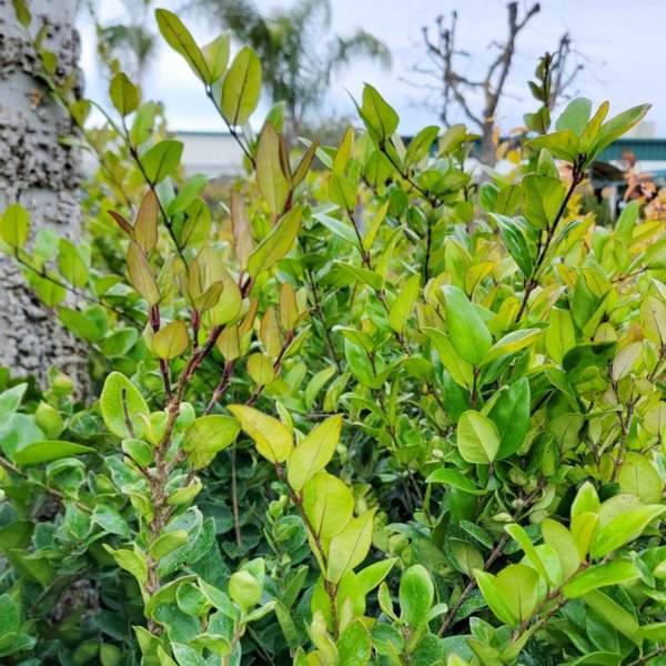 Privet