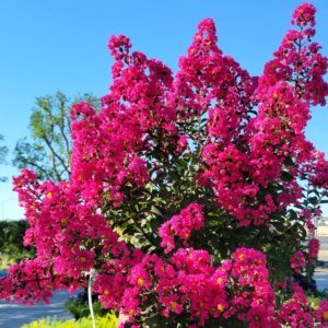 Crape Myrtle