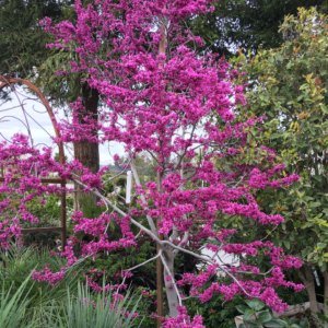 Oklahoma Redbud